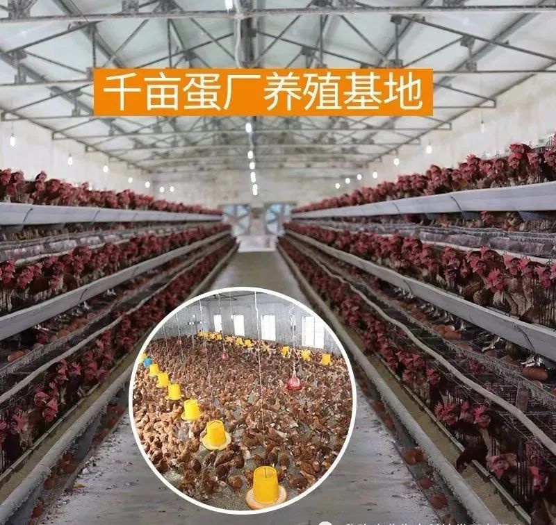 欣隆农业酵醒蛋介绍
